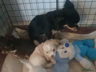 Chihuahua dogs Chihuauha puppies 🐶 - Advert 2