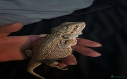 Bearded Dragon reptiles for sale: Bearded dragon in Wolverhampton - Image 1