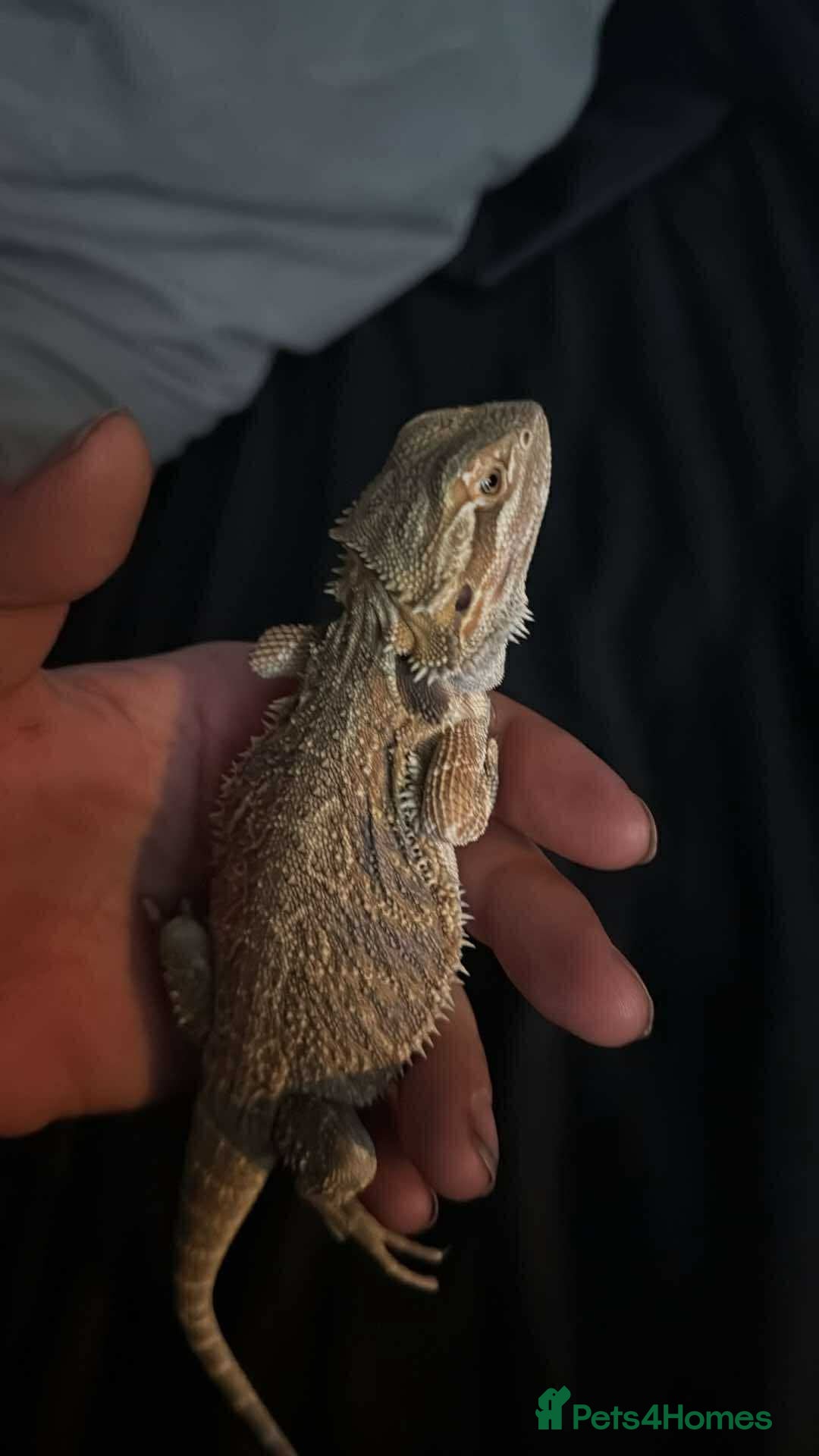 Bearded Dragon reptiles for sale: Bearded dragon in Wolverhampton - Image 1