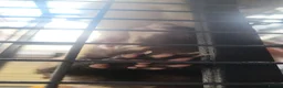 Ferret rodents for sale: 3 male ferrets - Advert 4