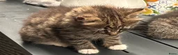 Mixed Breed cats for sale: Blue eyed fluffy babies  - Advert 30