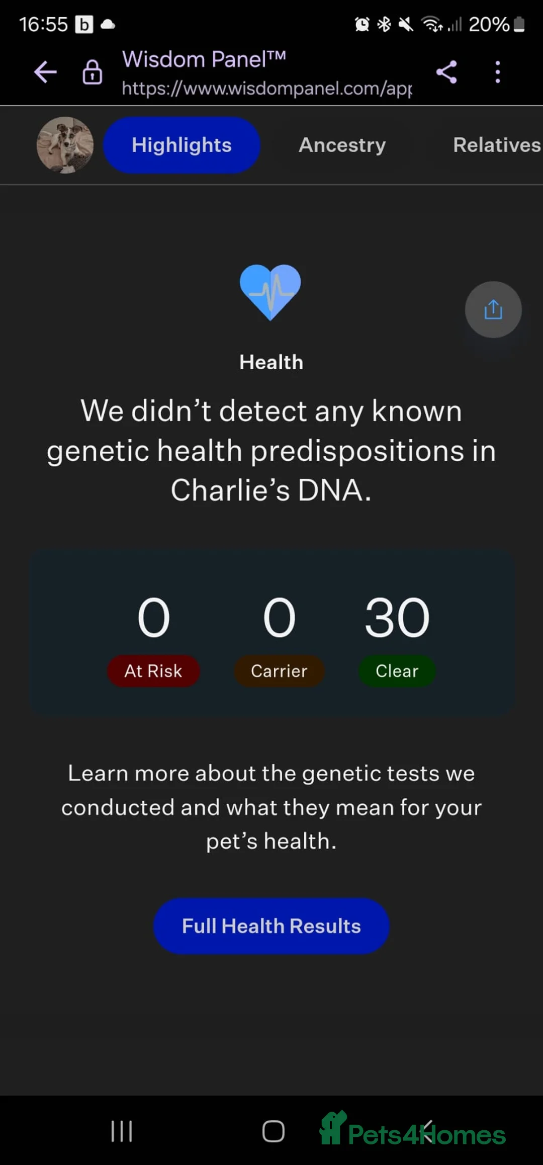 Parson Russell dogs for stud: Charlie - Parson marle Chihuahua cross in Swindon - Advert 11