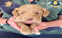 Cockapoo dogs for sale: Cockapoo puppies  - Image 18