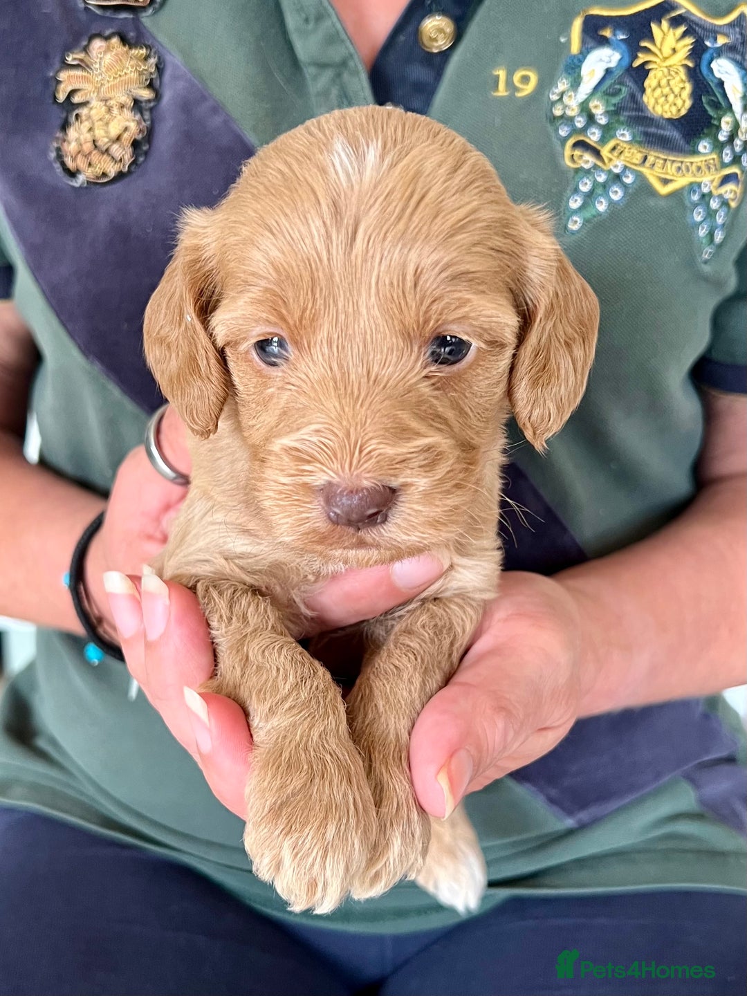 Cockapoo dogs for sale: Cockapoo puppies  - Image 18