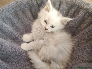 Maine Coon cats Tica Reg and fully health tested - Advert 15