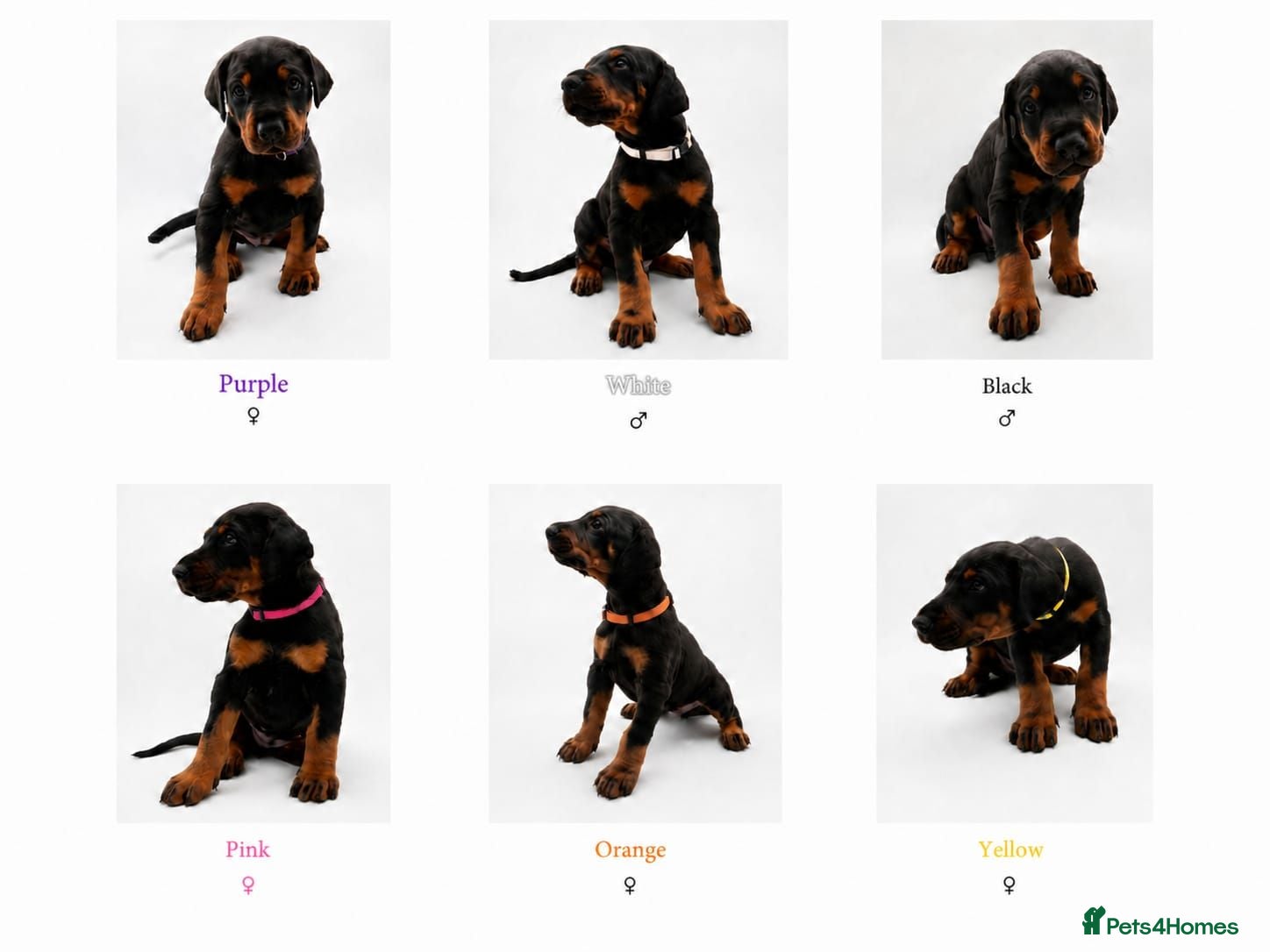 Dobermann dogs Doberman Puppies from Health Tested Parents - Advert 1