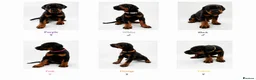 Dobermann dogs for sale: KC reg Dobie Pups | Two girls available - Advert 1