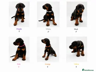 Dobermann dogs Doberman Puppies from Health Tested Parents - Advert 1