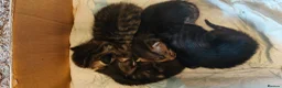 Mixed Breed cats for sale: Half Bengal kittens - Advert 14