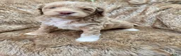 Australian Labradoodle dogs for sale: 100% WALA registered Australian Labradoodles - Advert 5