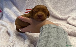 Cockapoo dogs for sale: F1 health clear stunning cockapoos - Image 18