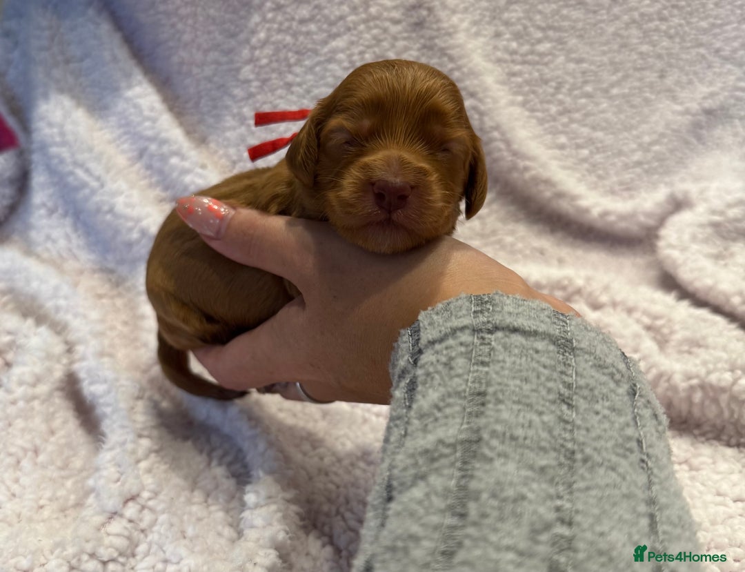 Cockapoo dogs for sale: F1 health clear stunning cockapoos - Image 18