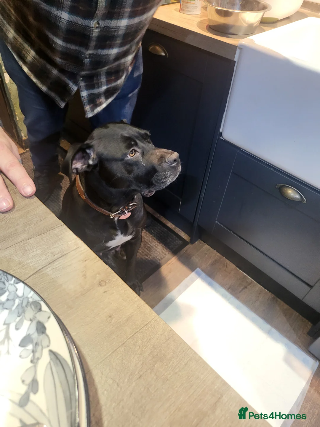 Mixed Breed dogs for sale: Cane Corso X Newfoundland/Labrador Puppies - Advert 8