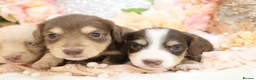 Miniature Dachshund dogs for sale: KC Longhair Miniature Dachshund Puppies in Wisbech - Advert 18