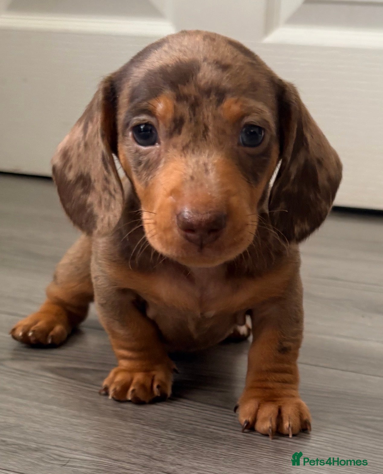 Miniature Dachshund dogs Outstanding miniature dapple dachshund puppies - Advert 1