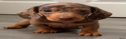 Miniature Dachshund dogs for sale: Outstanding miniature dapple dachshund puppies - Advert 3