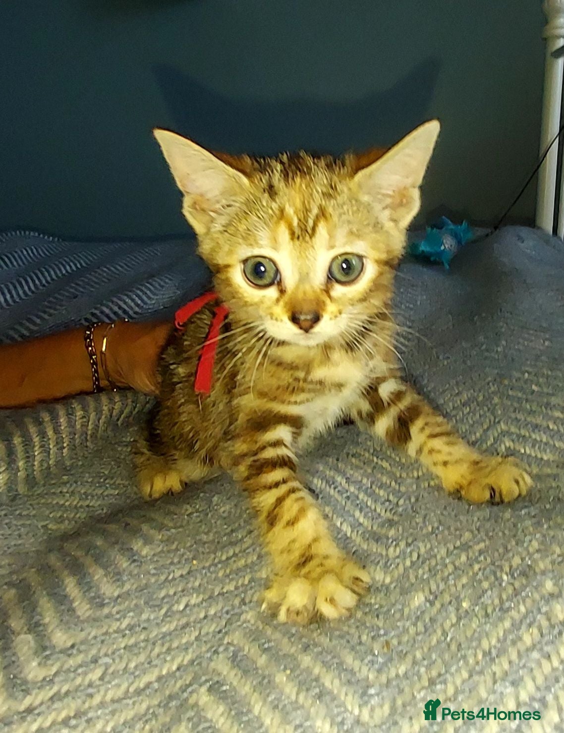 Mixed Breed cats Gingal kittens (GINger + benGAL)  x 5 - Advert 16