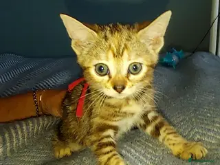 Mixed Breed cats Gingal kittens (GINger + benGAL) x 5 - Advert 1