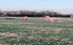 Alpaca livestock for sale: 2 gelded alpaca boys looking for a new home. - Image 2