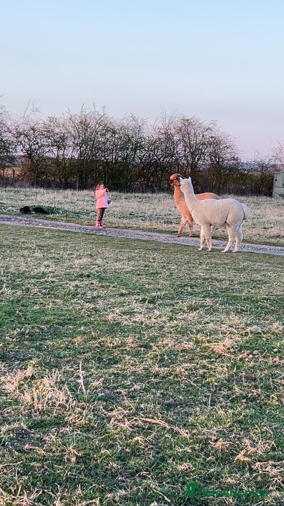 Alpaca livestock for sale: 2 gelded alpaca boys looking for a new home. - Image 2
