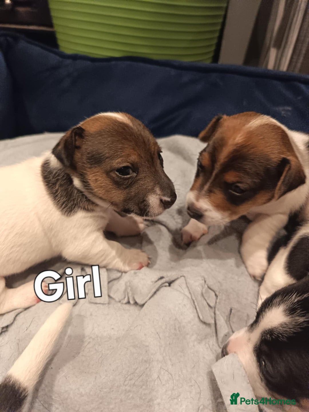 Jack Russell dogs for sale: Jack russle pups for sale - Advert 11