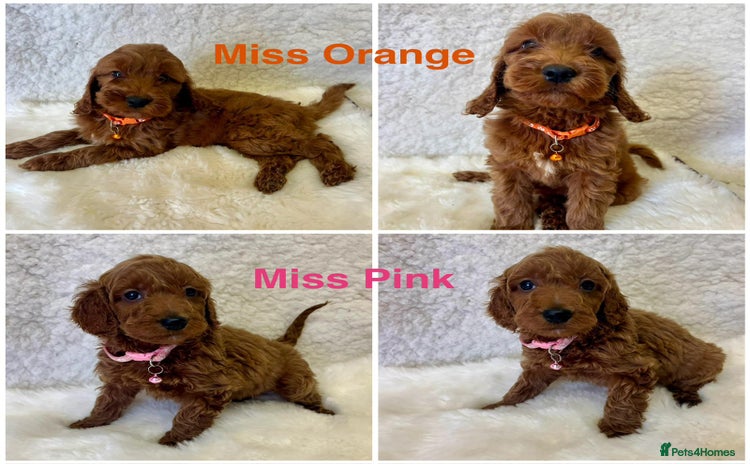 Goldendoodle dogs - Advert 2