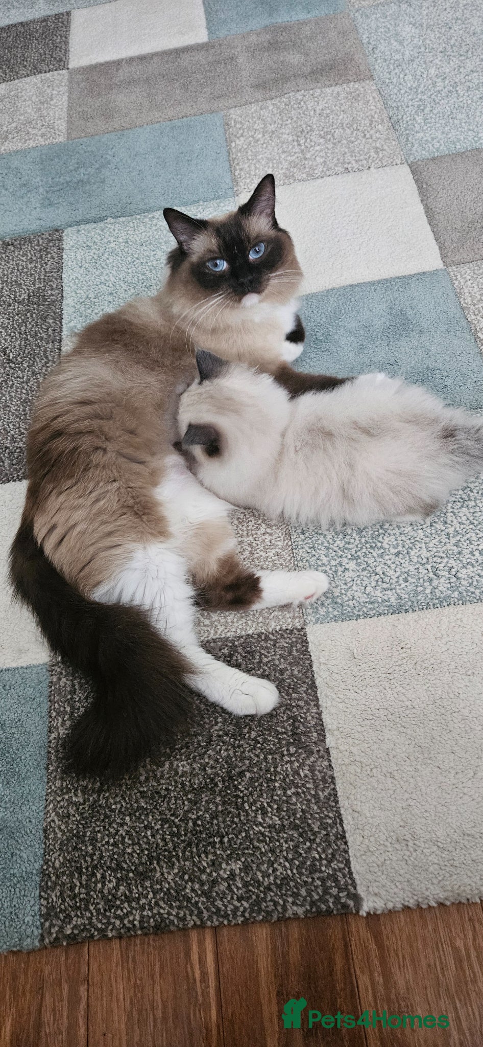 Ragdoll cats for sale: Stunning Ragdoll kittens.  - Advert 7