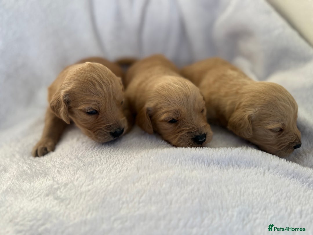 Goldador dogs for sale: Gorgeous Goldador puppies ready to go 22nd  - Advert 16