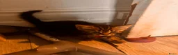 Mixed Breed cats for sale: Adorable, curious tabbies looking for loving homes in London - Advert 6