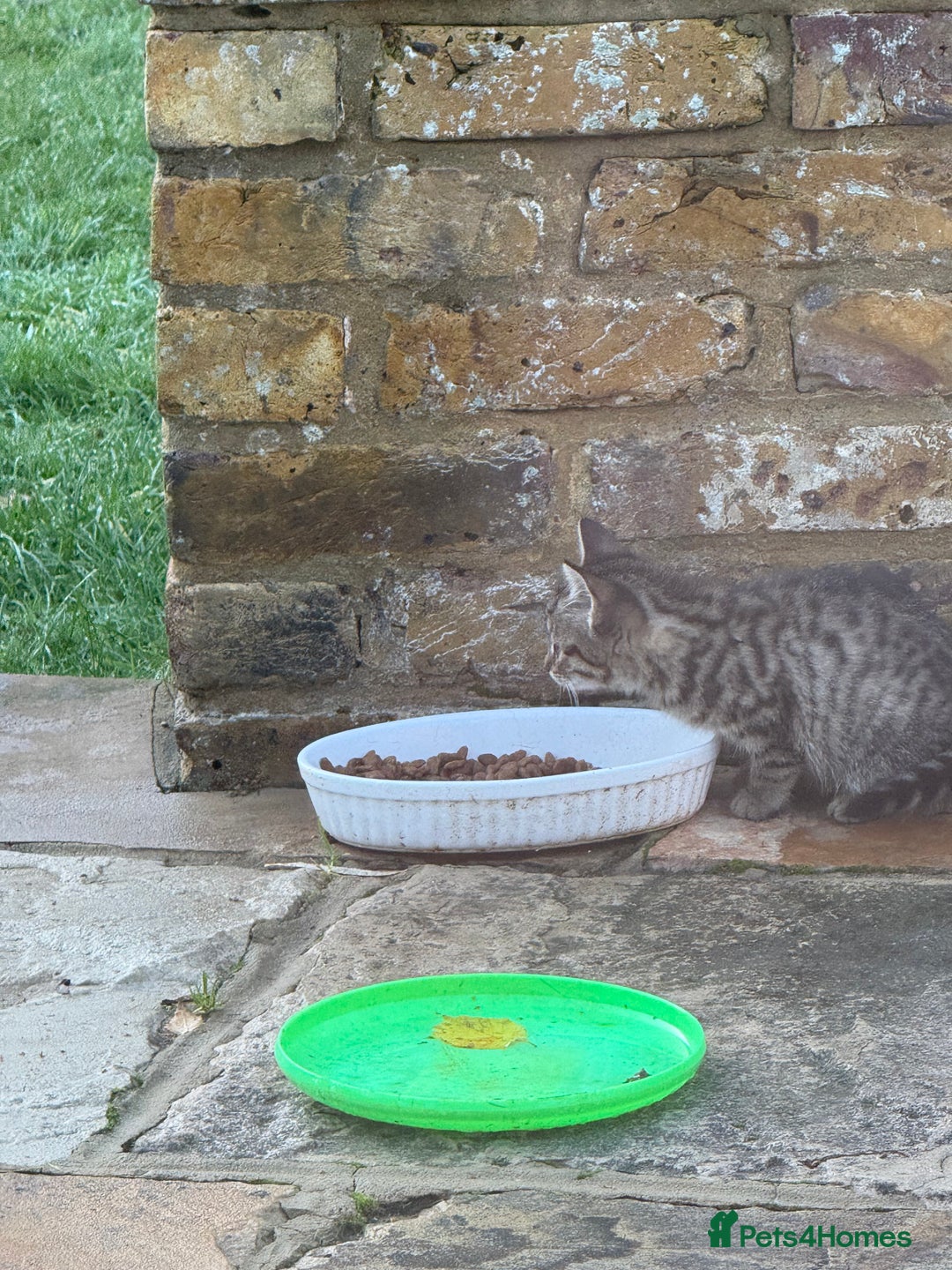 Domestic Shorthair cats for sale: Beautiful family kitties  - Advert 5