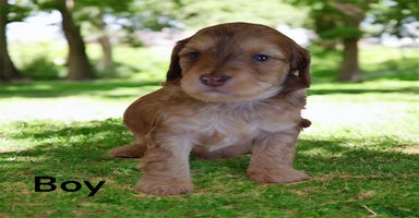 Cockapoo dogs - Advert 16