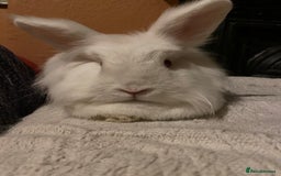 Mixed Breed rabbits for sale: Pair of indoor bunnies in need of a loving home - Image 3