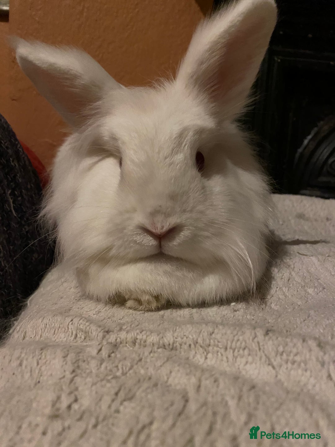 Mixed Breed rabbits for sale: Pair of indoor bunnies in need of a loving home - Image 3