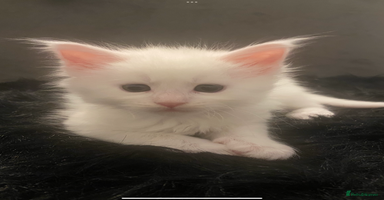 Maine Coon cats - Advert 13