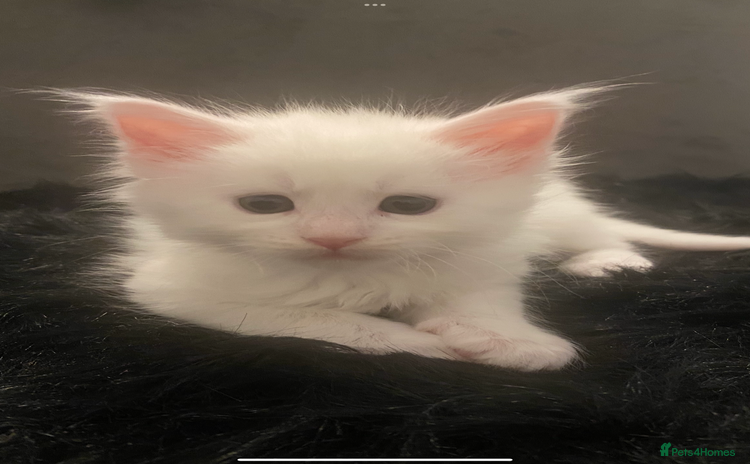 Maine Coon cats - Advert 1