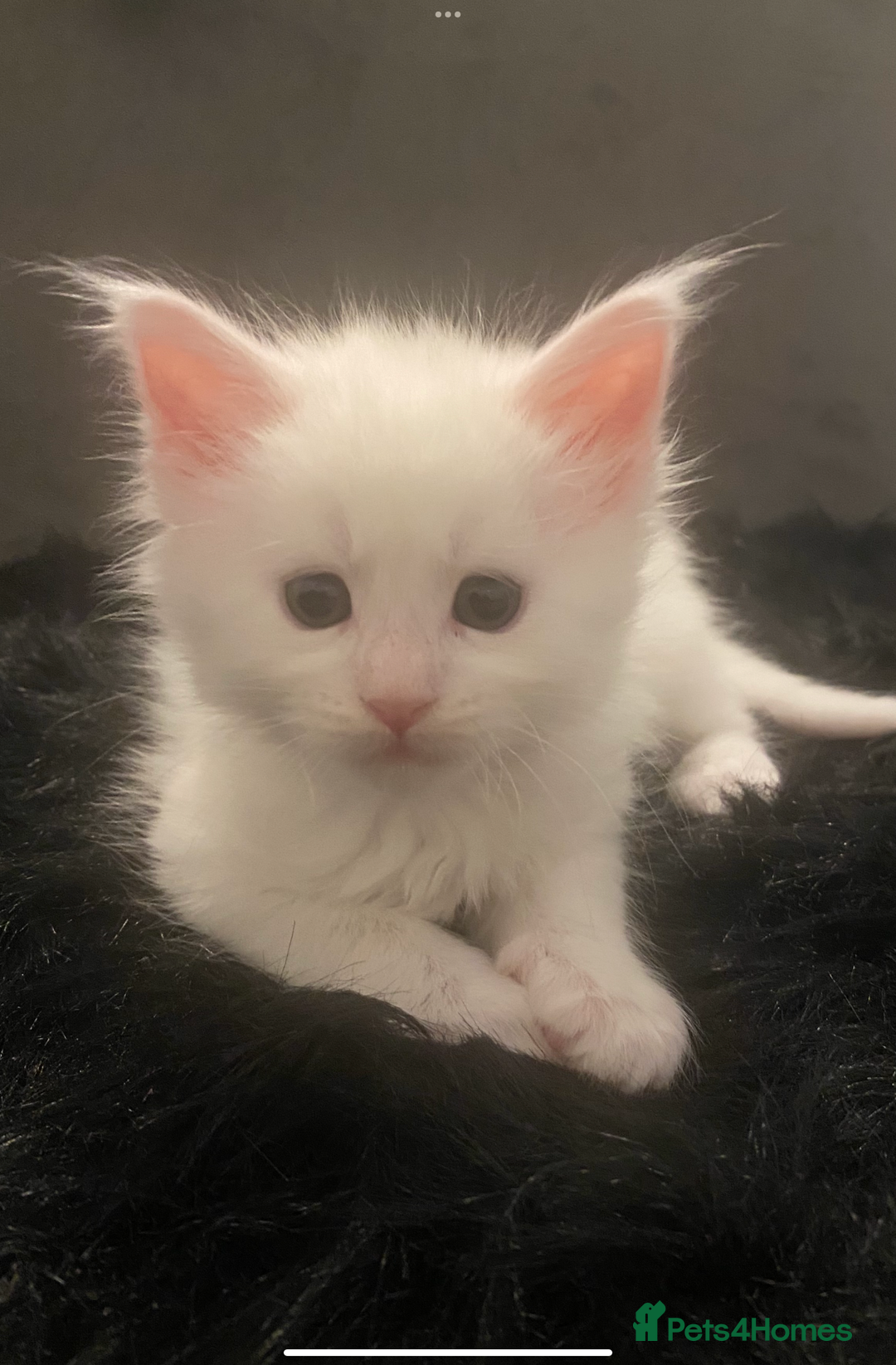 Maine Coon cats for sale: White Maine Coon GCCF - Image 1