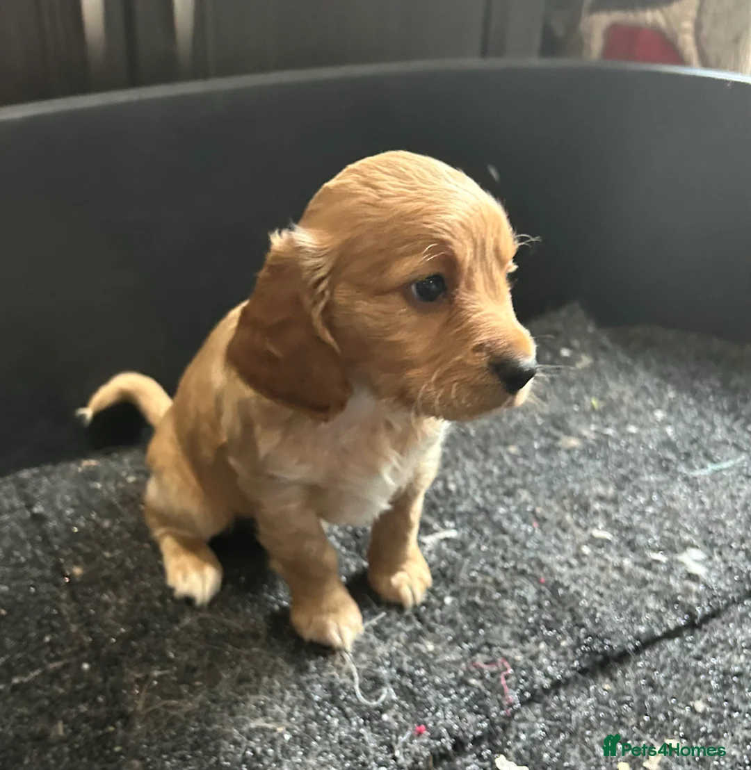 Cockapoo dogs for sale: Cockapoo puppy red male - Advert 14