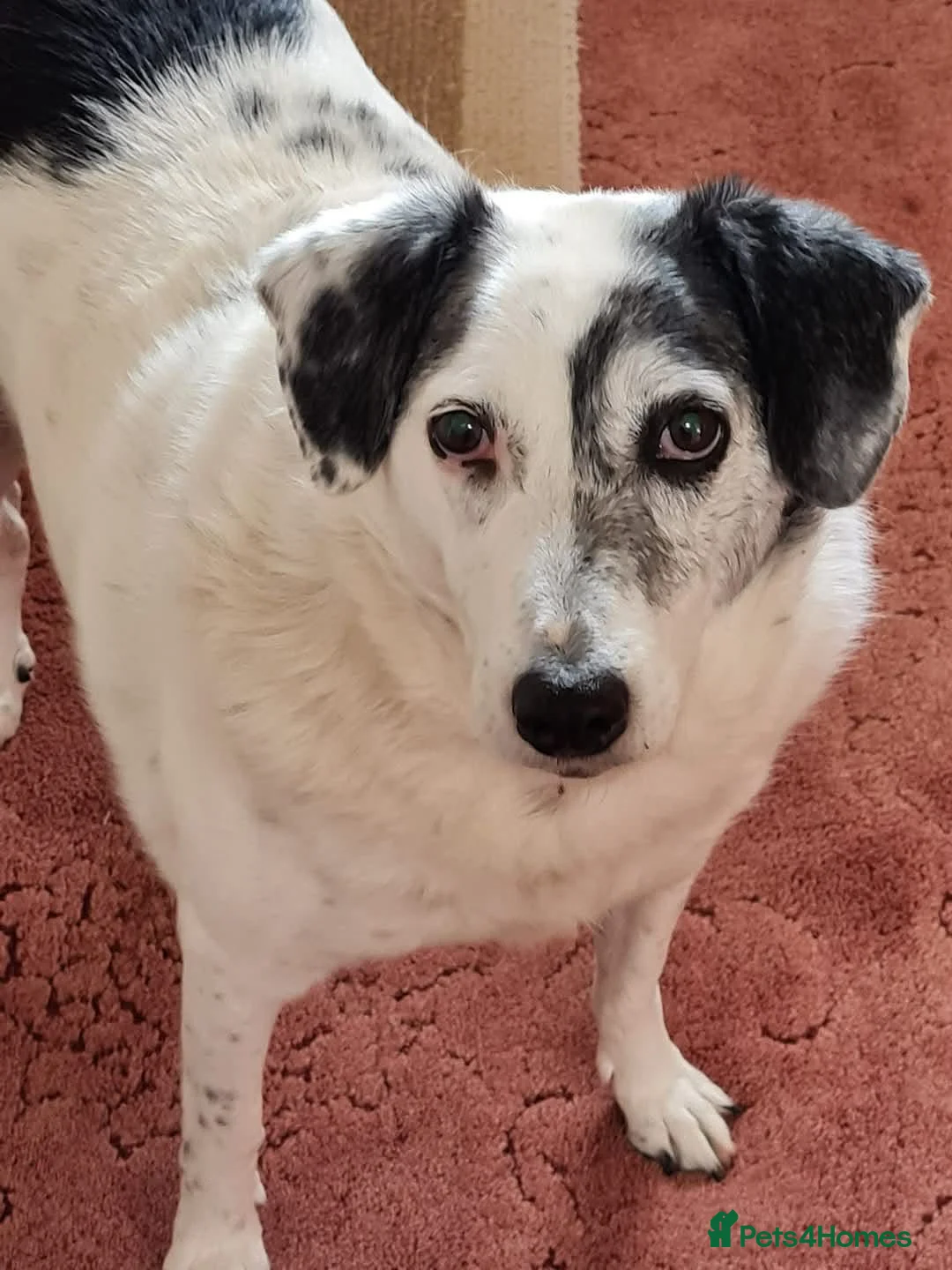 Mixed Breed dogs for adoption: Evy 🩷 in Coventry - Advert 1