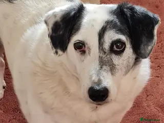 Mixed Breed dogs Evy 🩷 - Advert 13