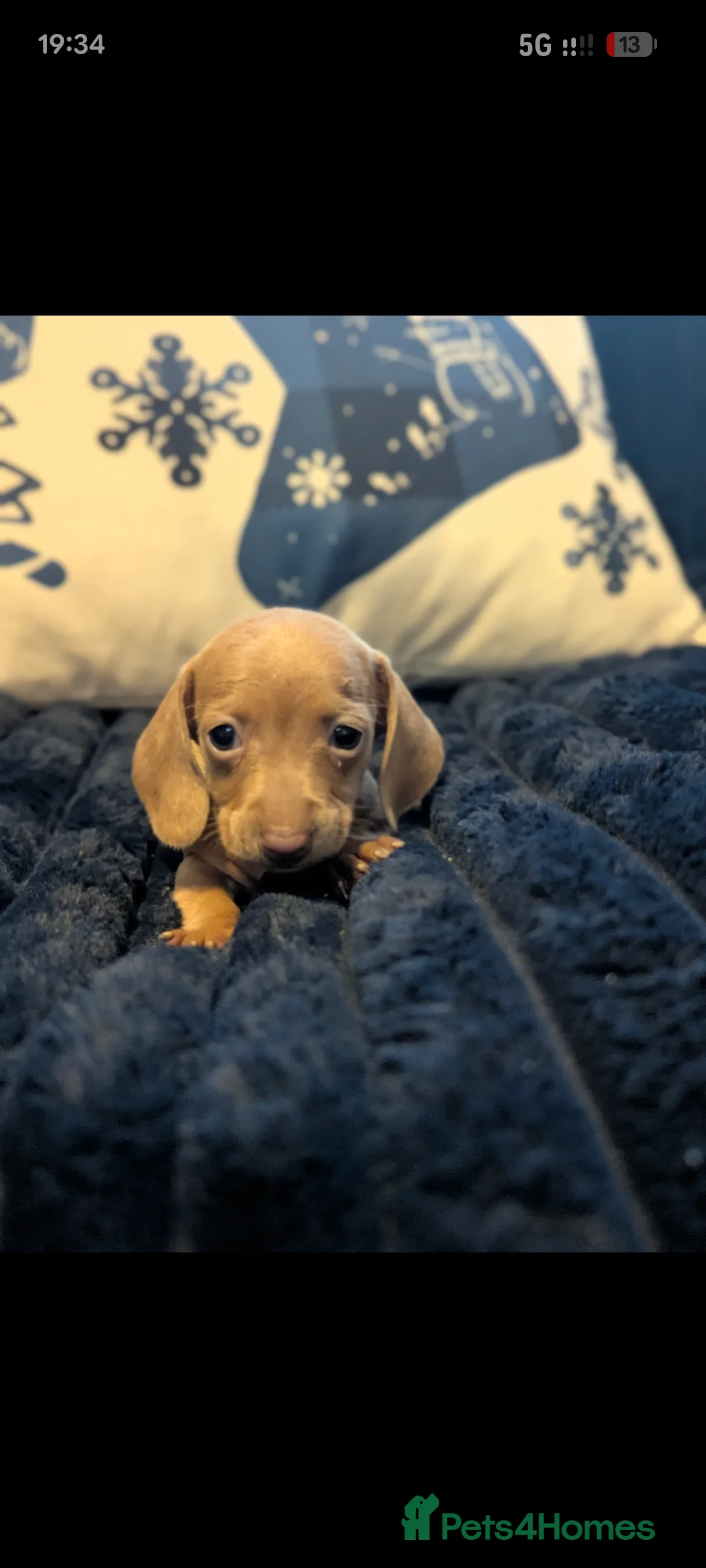 Miniature Dachshund dogs for sale: Miniature dachshund puppies  - Advert 33