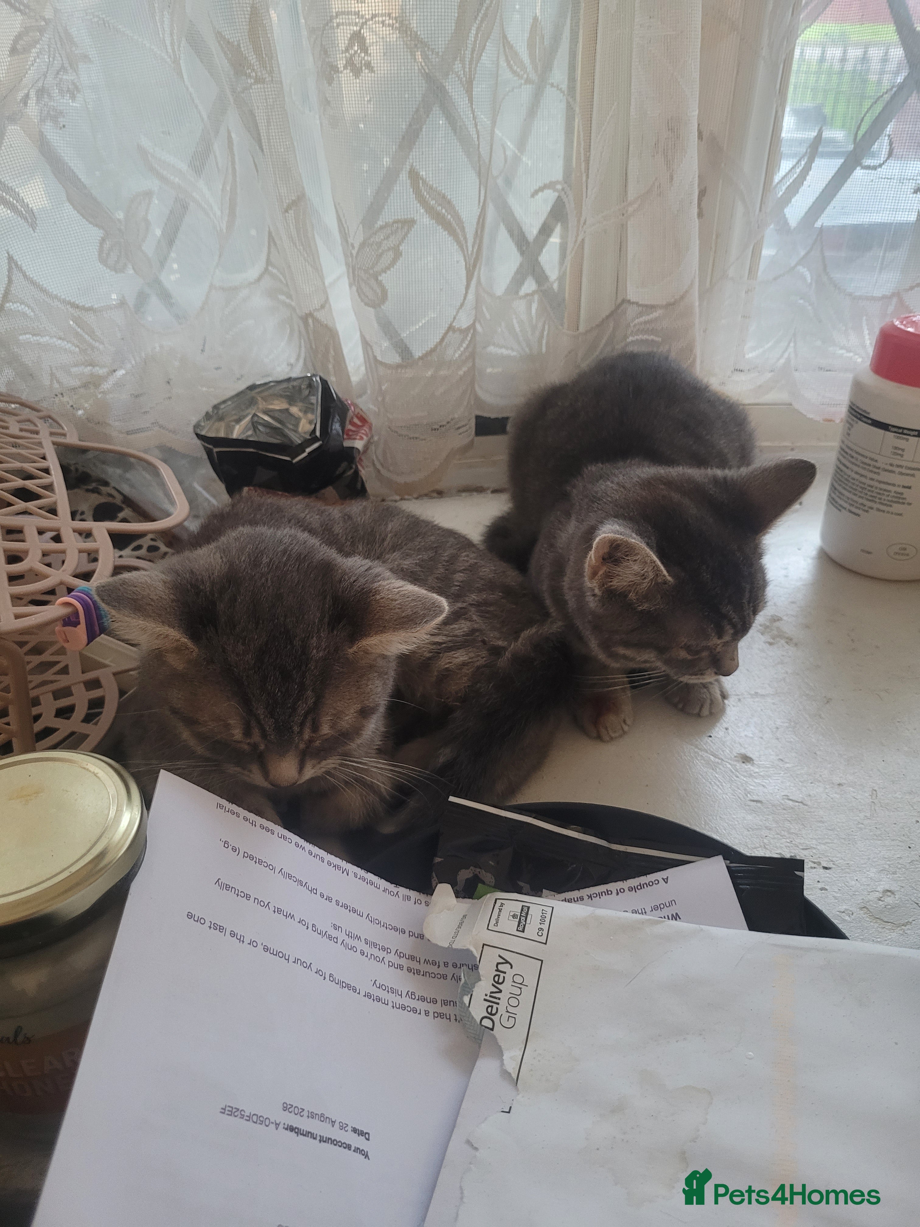 British Shorthair cats 2 American X British short hair bread  - Advert 1