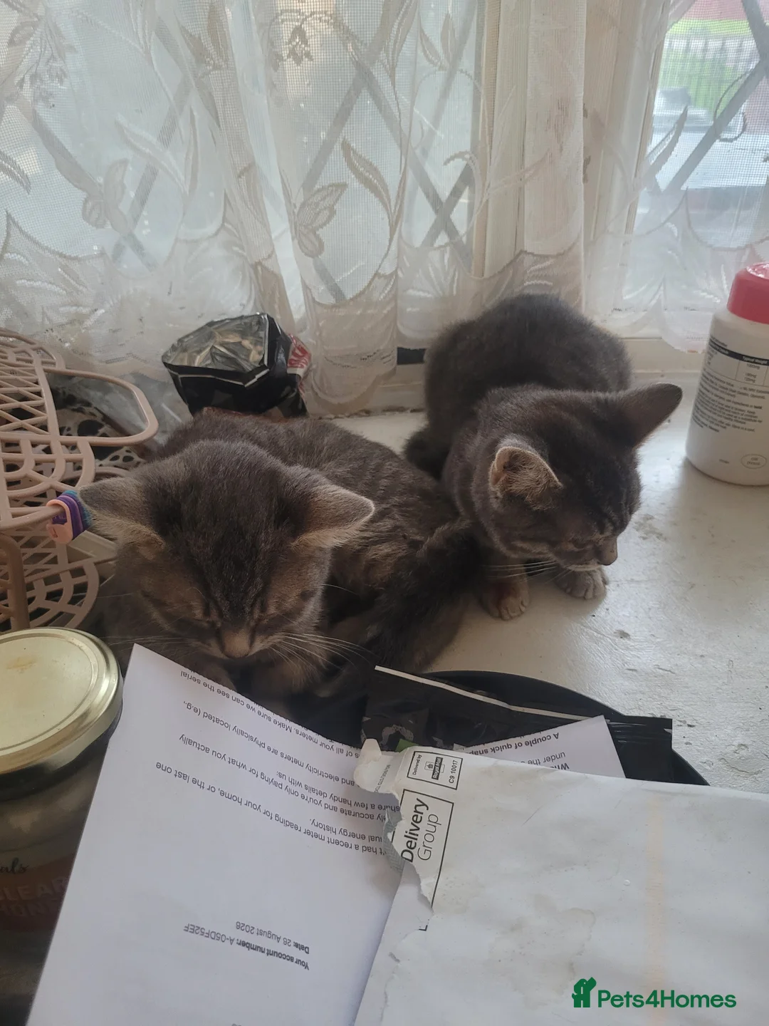 British Shorthair cats for sale: 2 American X British short hair bread  - Advert 1