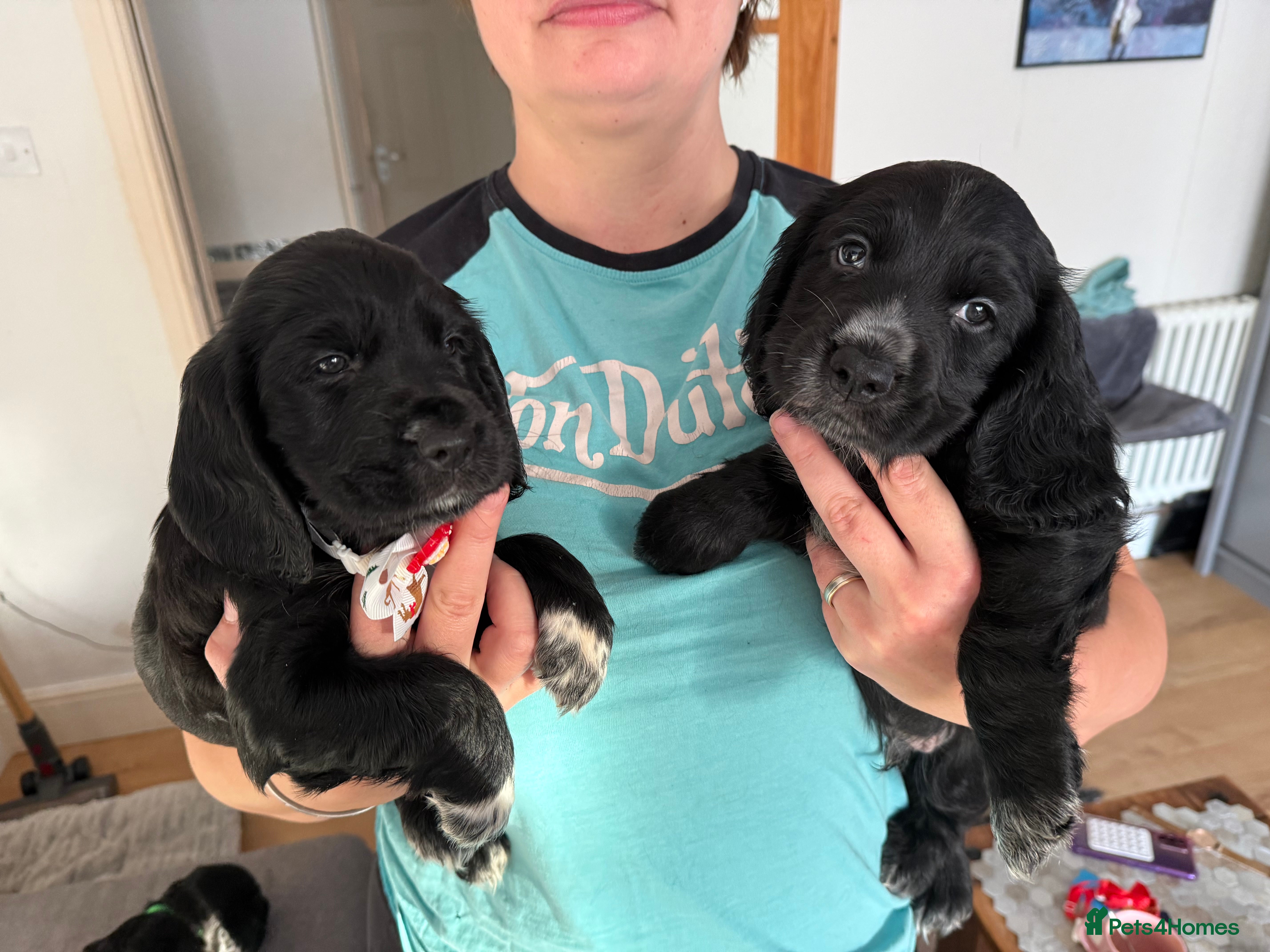 English Springer Spaniel dogs Spaniel puppies Only 1 girl & 3 boys left - Advert 2