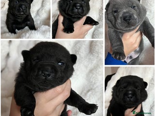 Mixed Breed dogs ChowPei Pups - Advert 2