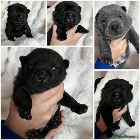 Mixed Breed dogs ChowPei Pups - Advert 12