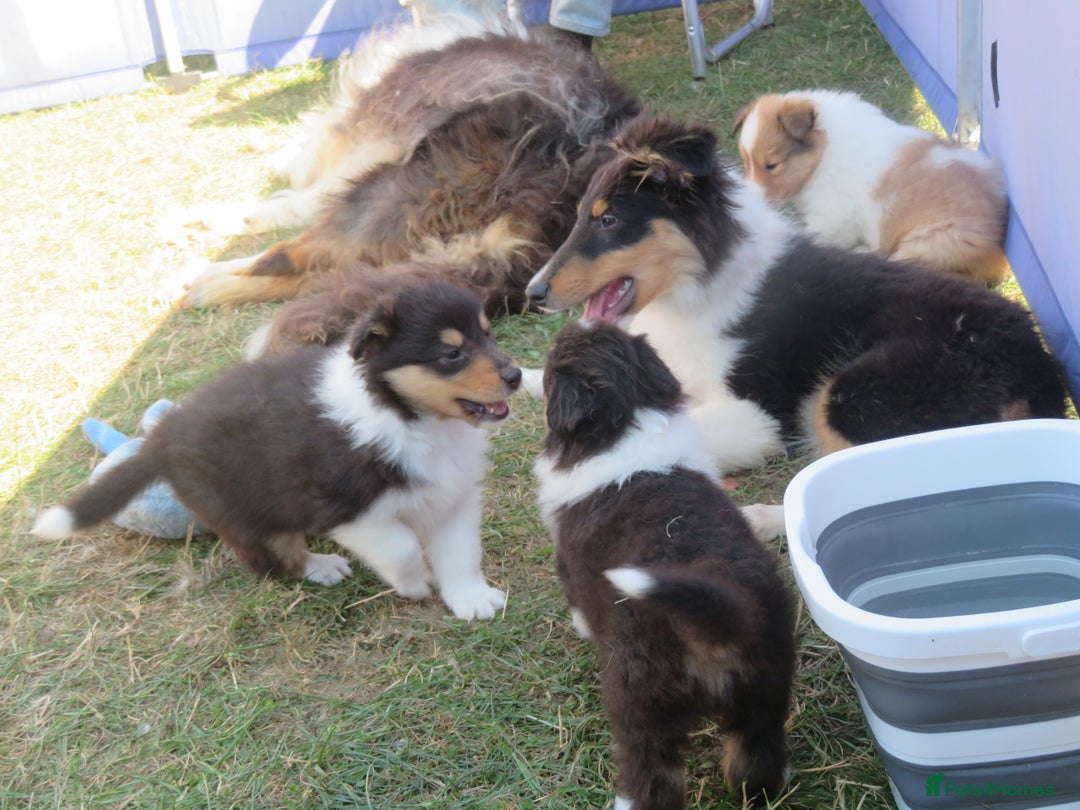 Rough Collie dogs for sale: Rough collie female pups  - Image 7