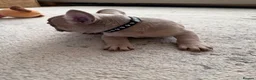 French Bulldog dogs for sale: 3 Gorgeous French Bulldog puppies  - Advert 21