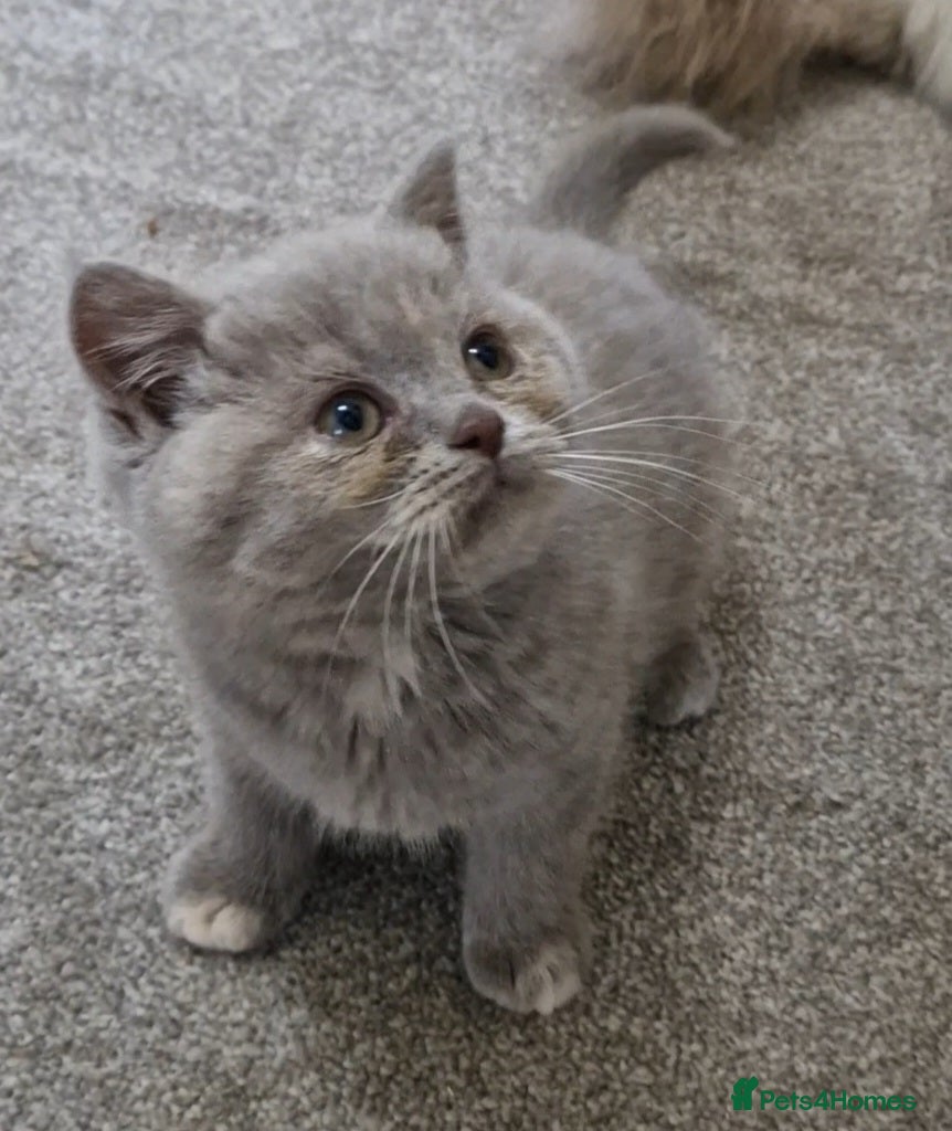 British Shorthair cats for sale: AVAILABLE Female lilac British Shorthair kitten - Advert 4
