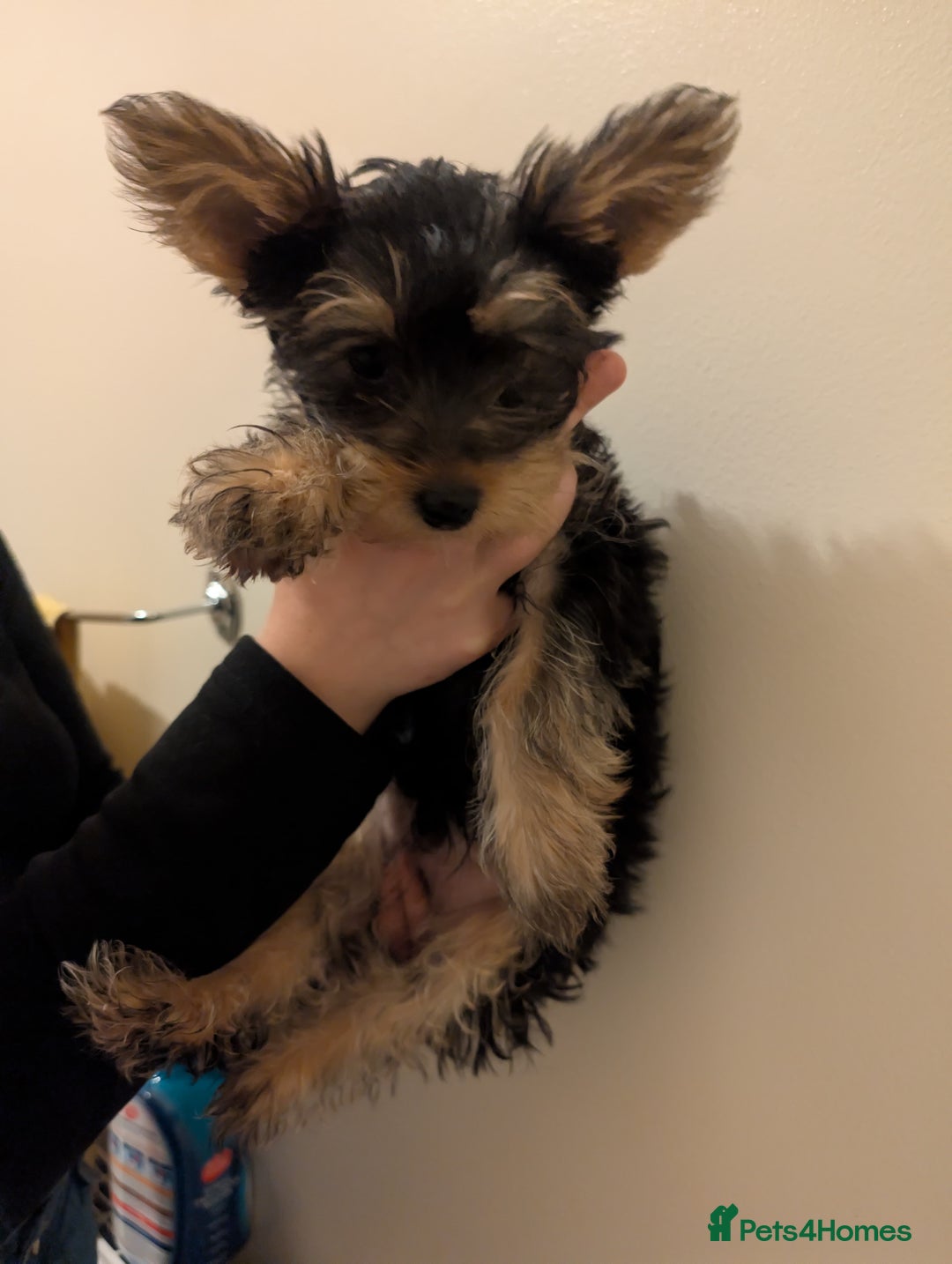 Yorkshire Terrier dogs for sale: Little boy  - Image 2