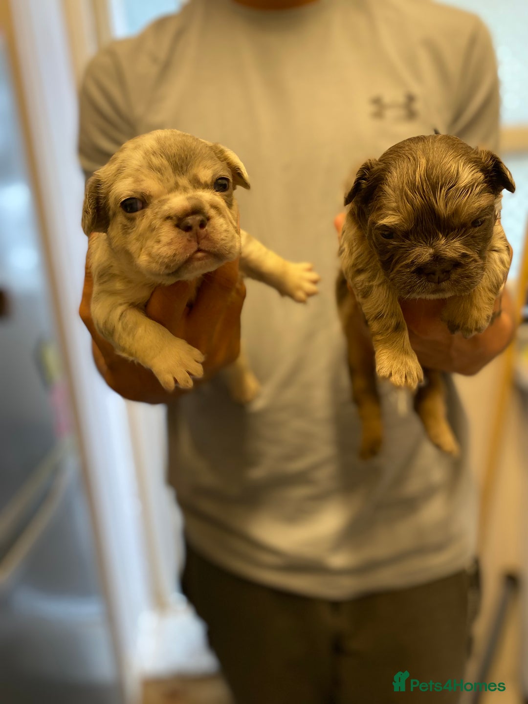 French Bulldog dogs for sale: 🐾fluffy french bulldogs 🐾 - Image 4